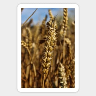 Ear of wheat Magnet